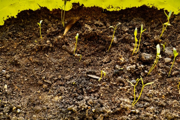 芹菜的生长过程，分为发芽期、幼苗期等4个时期