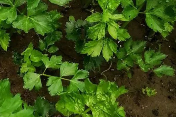 芹菜的生长过程，分为发芽期、幼苗期等4个时期