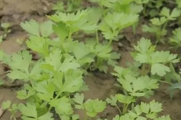 芹菜的生长过程，分为发芽期、幼苗期等4个时期