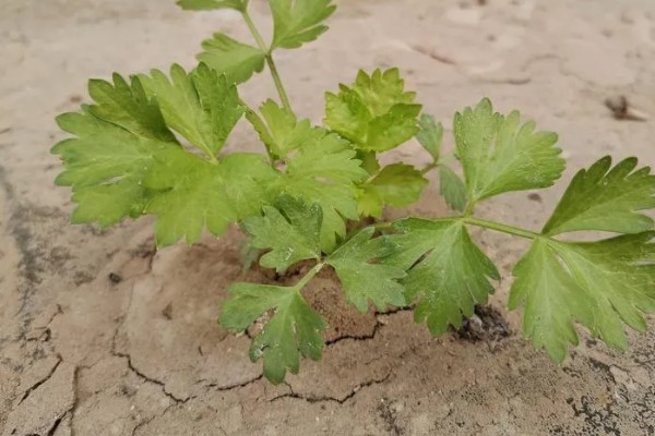 芹菜的生长过程，分为发芽期、幼苗期等4个时期