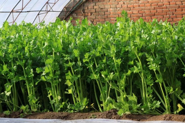 芹菜的生长过程，分为发芽期、幼苗期等4个时期