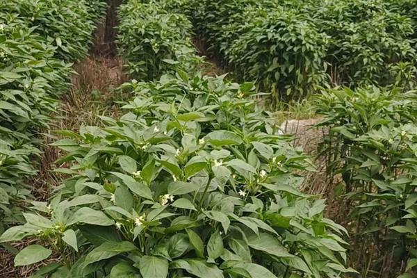 辣椒烟粉虱的为害症状,叶正面会出现成片黄斑