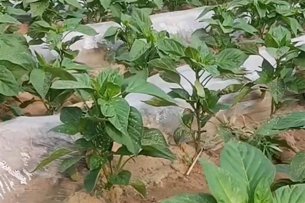 辣椒烟粉虱的为害症状,叶正面会出现成片黄斑