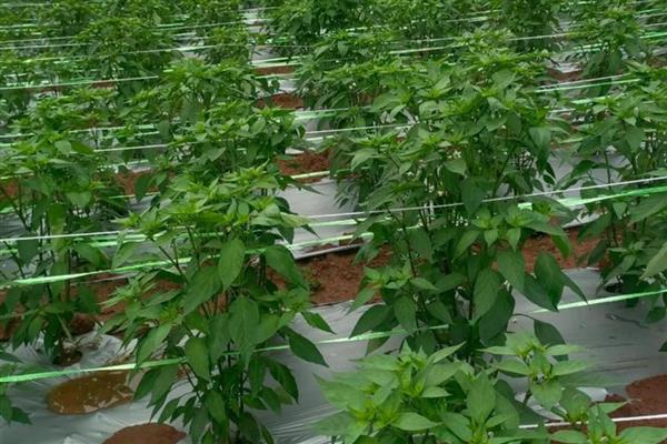 辣椒烟粉虱的为害症状,叶正面会出现成片黄斑