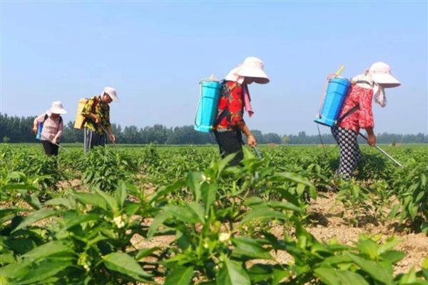 辣椒烟粉虱的为害症状,叶正面会出现成片黄斑