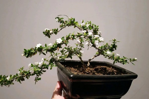 六月雪适合在室内养殖吗，可以放在室内养殖