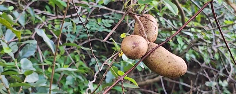 八月炸适合种植的地区,适合种在湖南、河南、陕西等地