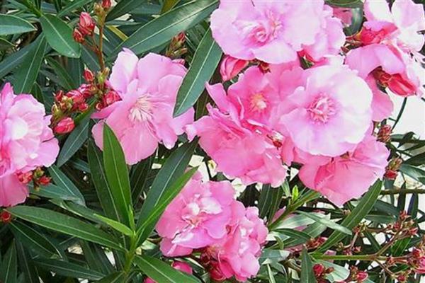 对猫有毒的植物品种,有水仙、夹竹桃等