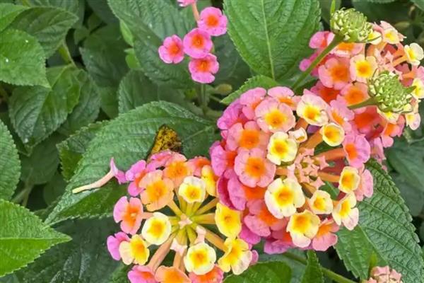 对猫有毒的植物品种,有水仙、夹竹桃等
