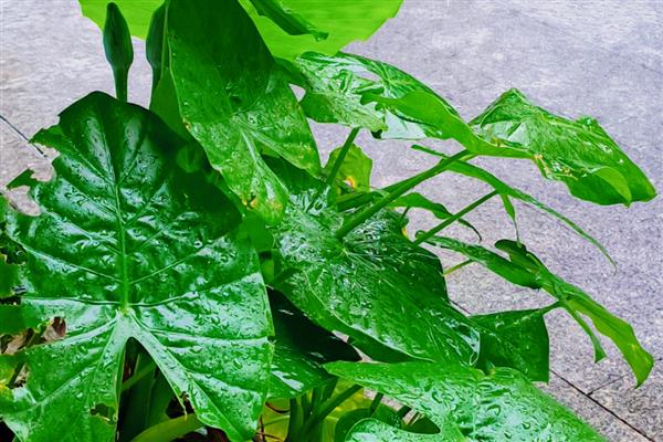 对猫有毒的植物品种,有水仙、夹竹桃等