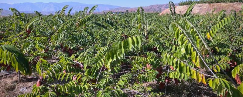 农村特种项目，有释迦果种植、黑桃种植等