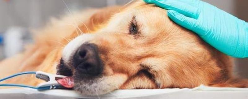 狗狗急性肠胃炎的症状，表现为食欲不振、精神状态低迷