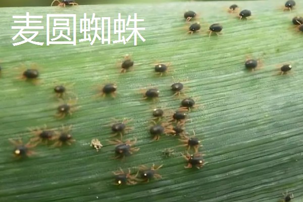 麦蜘蛛对小麦有什么危害,轻则影响生长、重则导致整株干枯死亡