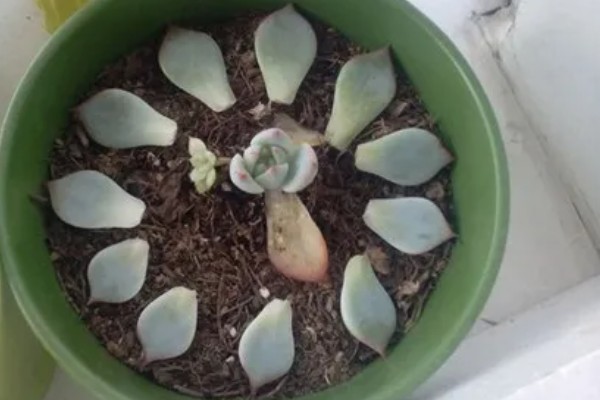 吉娃莲的繁殖方法，可播种也可以扦插繁殖