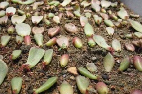 吉娃莲的繁殖方法，可播种也可以扦插繁殖