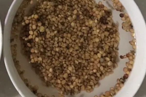 吉娃莲的繁殖方法，可播种也可以扦插繁殖