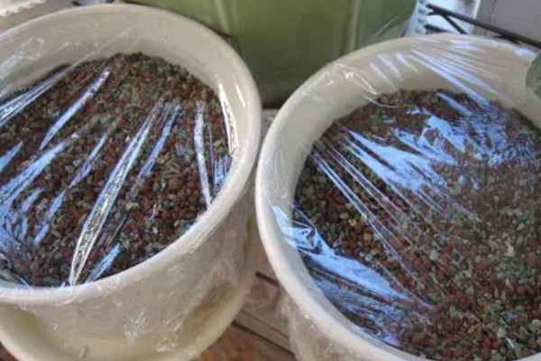 吉娃莲的繁殖方法，可播种也可以扦插繁殖