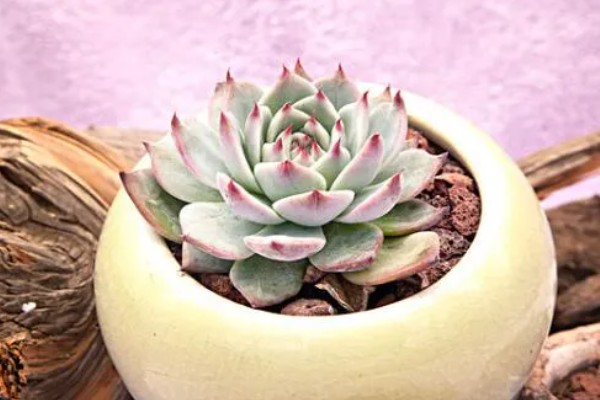 吉娃莲的繁殖方法，可播种也可以扦插繁殖