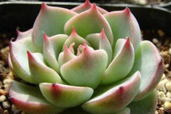 吉娃莲的繁殖方法，可播种也可以扦插繁殖