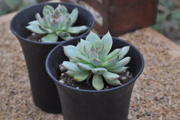 吉娃莲的繁殖方法，可播种也可以扦插繁殖