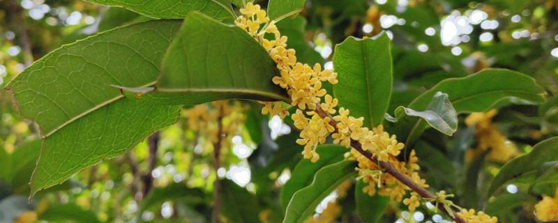 桂花怎么水培生根,水培前用生根粉溶液浸泡1-2小时