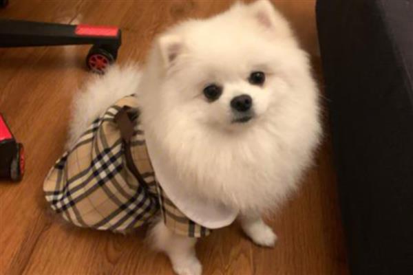 狗狗乱叫的原因，可能是情绪激动或精力旺盛等因素所致