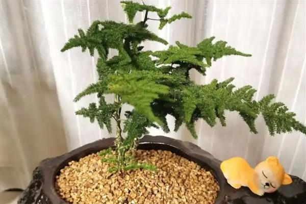 云竹叶子干枯发黄的原因，可能是强光暴晒所致