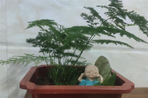 云竹叶子干枯发黄的原因，可能是强光暴晒所致