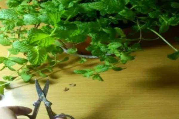 薄荷长得太高怎么处理，要为其进行摘心