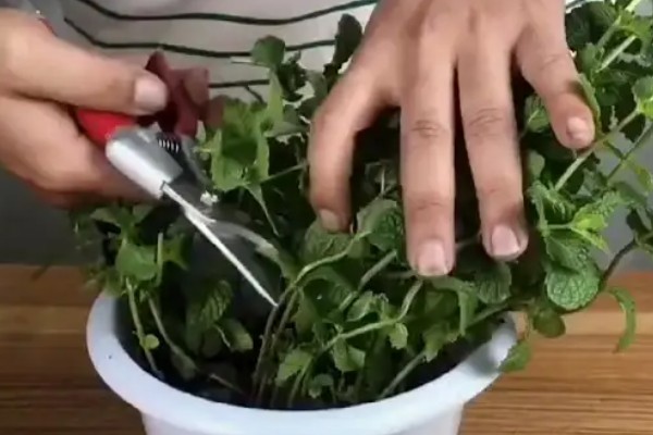 薄荷长得太高怎么处理，要为其进行摘心