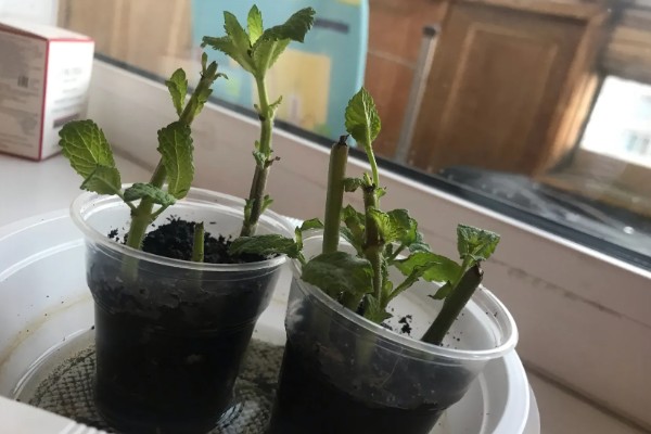 薄荷长得太高怎么处理，要为其进行摘心