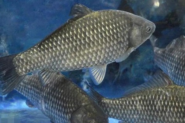 鲫鱼的寿命，一般能活10年左右