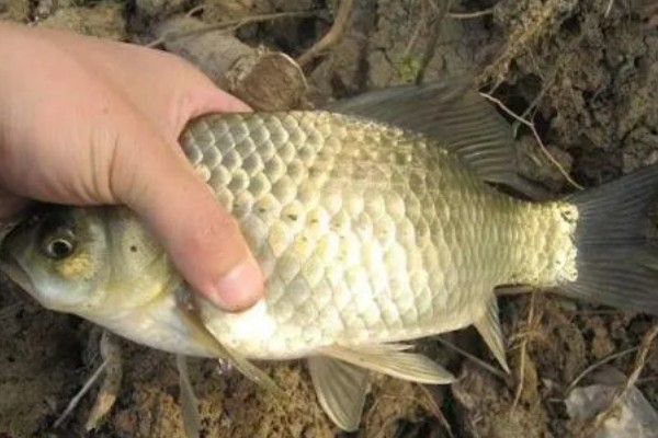 鲫鱼的寿命，一般能活10年左右