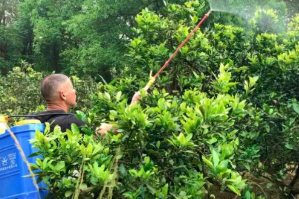 脐橙生长阶段的施肥技术,不同生长期的施肥方法不同