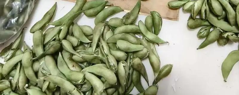 怎么剥毛豆,用水煮过后很容易挤出来