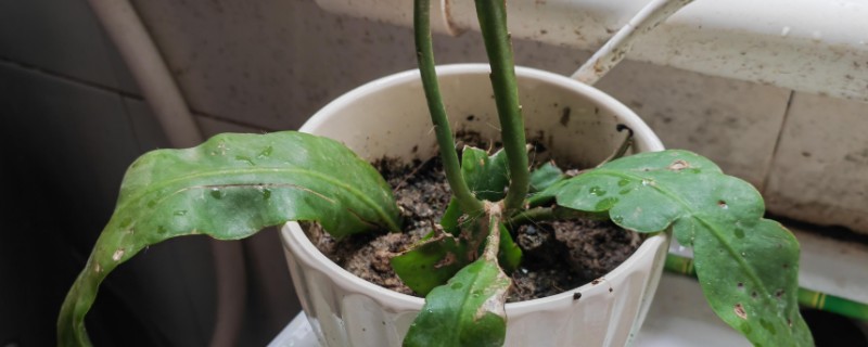 昙花叶子干瘪的原因，一般是缺光、缺水、低温等因素造成
