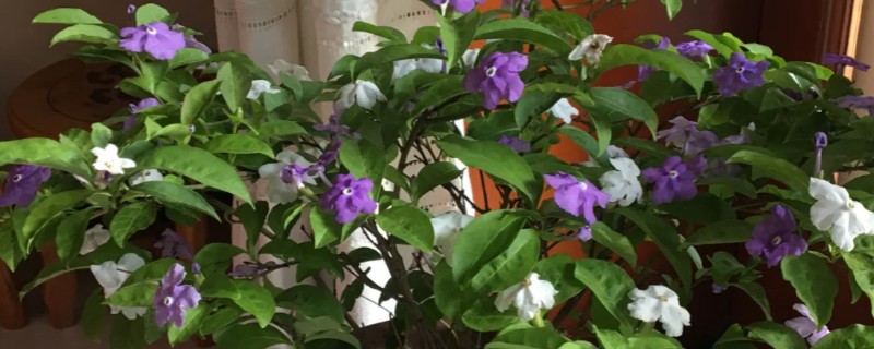 双色茉莉如何浇水，夏季的最好每天浇水1-2次