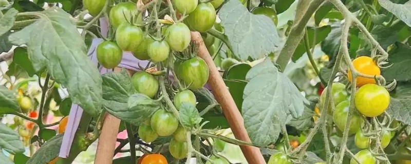 圣女果如何正确浇水,要遵循适度适量的原则