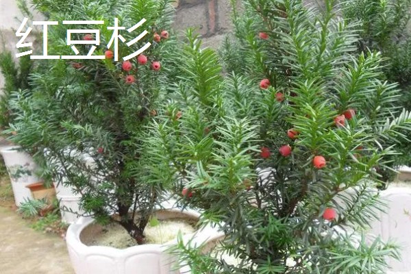 红豆杉与水杉的区别，科属和叶子均不同