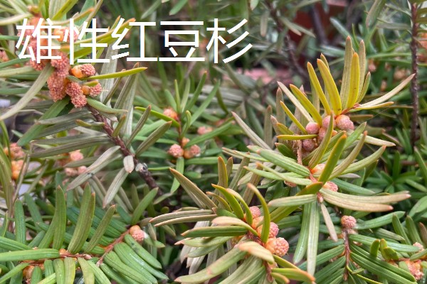 红豆杉与水杉的区别，科属和叶子均不同