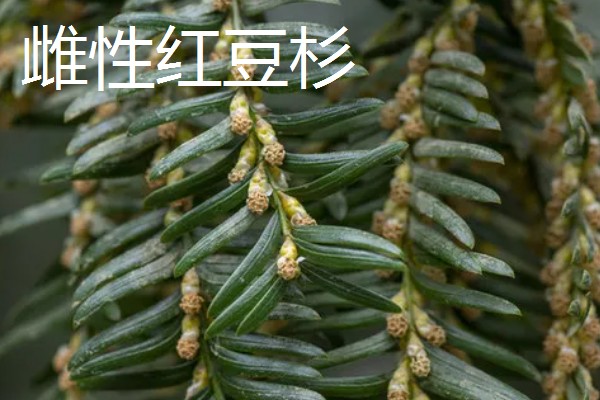 红豆杉与水杉的区别，科属和叶子均不同