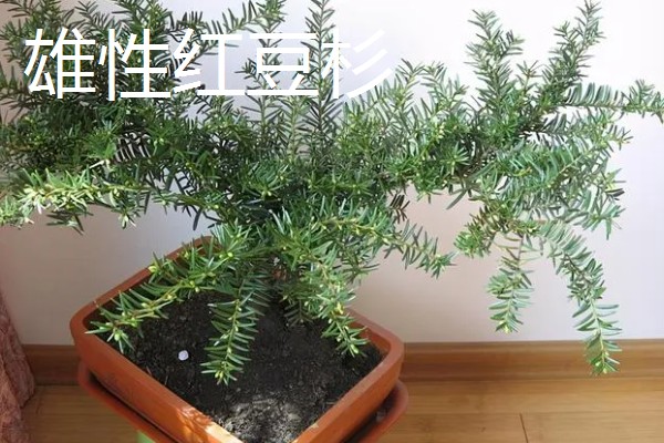 红豆杉与水杉的区别，科属和叶子均不同