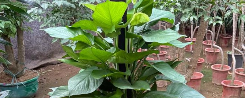 大叶绿萝中间的柱子要不要浇水,柱子吸水后可以为植株提供水分
