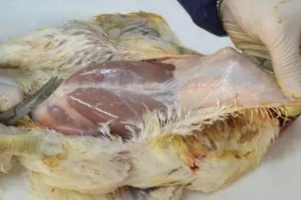 母鸡不受精能不能产蛋，可以生产但鸡蛋不能孵化