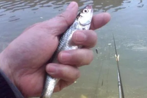 手竿钓鲤鱼调漂方法，以下三种方式很常用