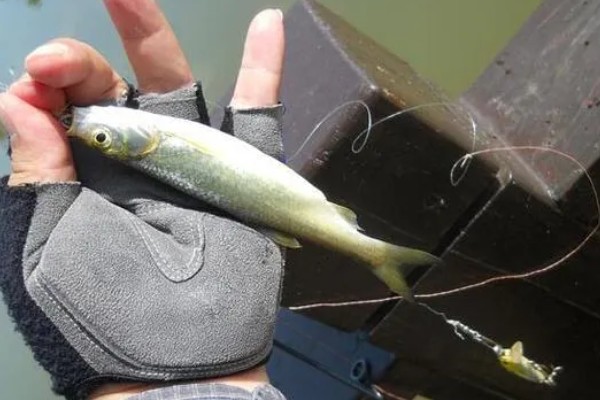 手竿钓鲤鱼调漂方法，以下三种方式很常用