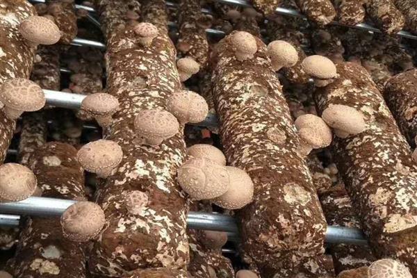 香菇转色期怎么管理,把温度保持在18-22℃