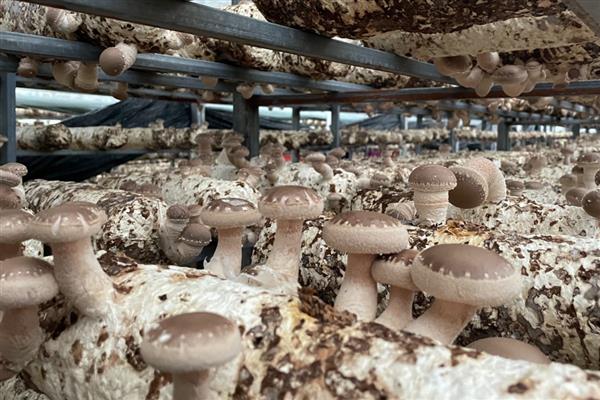 香菇转色期怎么管理,把温度保持在18-22℃