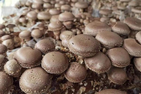 香菇转色期怎么管理,把温度保持在18-22℃