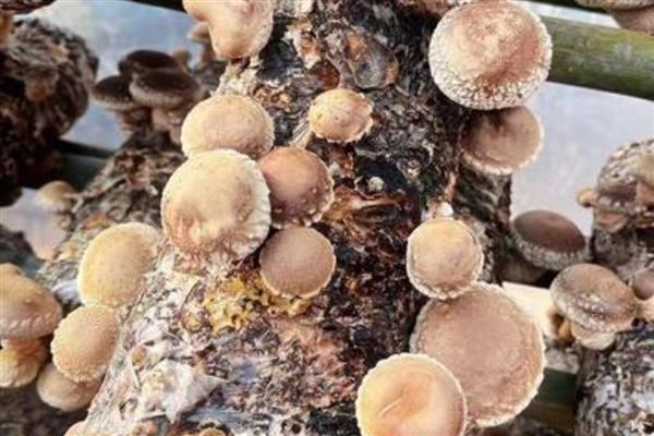 香菇转色期怎么管理,把温度保持在18-22℃
